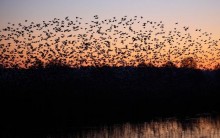 Tudo Sobre o Voo dos Estorninhos: Aves Formam Imagens no Céu, Videos