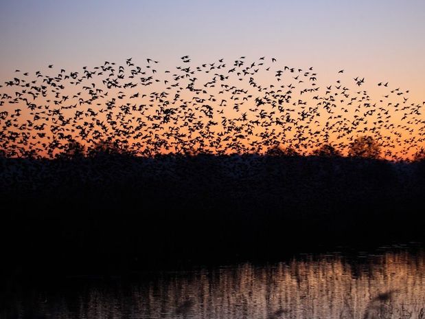 Tudo Sobre o Voo dos Estorninhos: Aves Formam Imagens no Céu, Videos