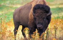 Tudo sobre Bisão: Habitat, Comportamentos, Fotos dos Gigantes Bisontes