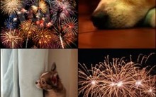 Como Tirar o Medo de Fogos de Artifícios e Trovões do seu Cachorro