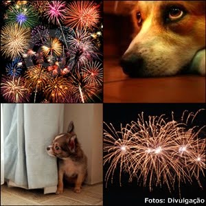 Como Tirar o Medo de Fogos de Artifícios e Trovões do seu Cachorro