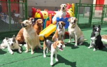 Creche para Cachorros, Animais-Site Bom Negócio Com Pouco Investimento