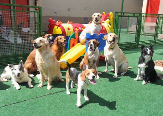 Creche para Cachorros, Animais-Site Bom Negócio Com Pouco Investimento
