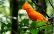 Tudo sobre o Galo-da-serra: Habitat, Alimentação e Acasalamento, Fotos