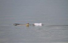 Golfinho Albino é visto na Baía de Babitonga Litoral de Santa Catarina