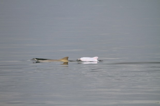 Golfinho Albino é visto na Baía de Babitonga Litoral de Santa Catarina