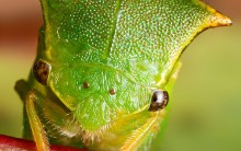 Macrofotografias de Insetos: Fotos da Natureza, Imagens de Animais
