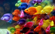 Principais Peixes Ornamentais do Mundo: Nomes, Informações e Fotos