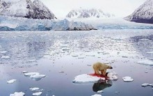Fotos do Aumento do Canibalismo entre Ursos Polares Aquecimento Global