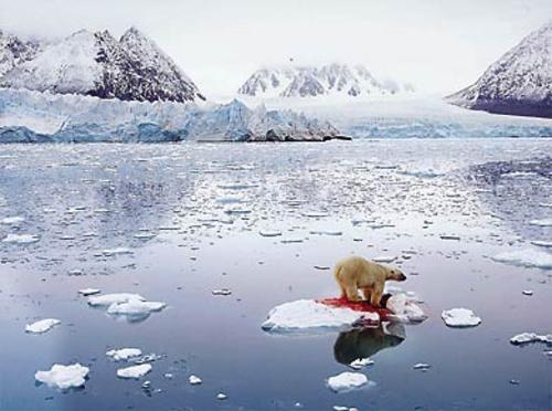 Fotos do Aumento do Canibalismo entre Ursos Polares Aquecimento Global