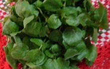 Benefícios Agrião à Saúde Vitaminas, Uso Medicinal, Salada