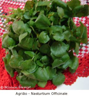 Benefícios Agrião à Saúde Vitaminas, Uso Medicinal, Salada