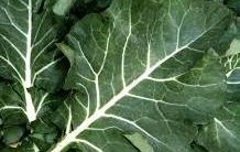 Benefícios da Couve Vitaminas, Nutrientes, Uso Medicinal Sucos