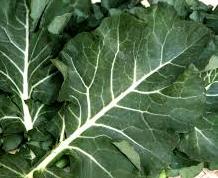 Benefícios da Couve Vitaminas, Nutrientes, Uso Medicinal Sucos