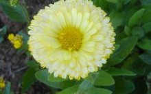 Flores Modernas para Jardim – Nomes, Cuidados, Onde Comprar, Dicas
