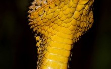 Descoberta Nova Espécie de Cobra na Tanzânia, Chifres e Escamas, Fotos