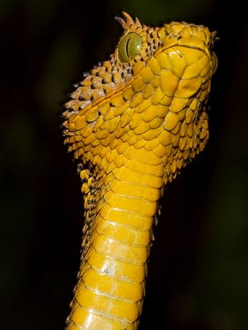 Descoberta Nova Espécie de Cobra na Tanzânia, Chifres e Escamas, Fotos