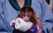 Macacos Quimeras, Células de Embriões Diferentes para Cura de Doenças