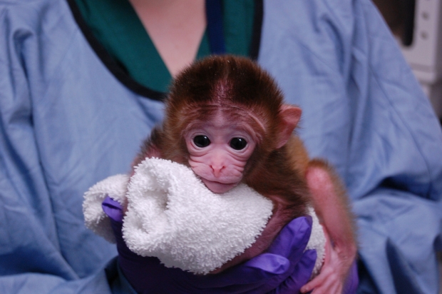 Macacos Quimeras, Células de Embriões Diferentes para Cura de Doenças