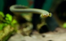 Peixe-Corda ou Peixe-Cobra: Alimentação, Reprodução no Aquário e Fotos