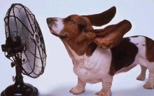 Ventiladores Móveis para o Verão: Modelos, Promoções, Comprar e Preços