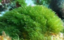 Biocombustível de Algas Marinhas: Tudo Sobre Gasolina Verde Microalgas
