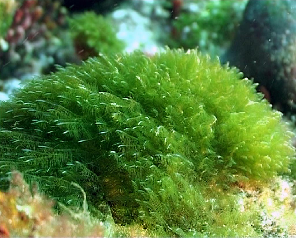Biocombustível de Algas Marinhas: Tudo Sobre Gasolina Verde Microalgas