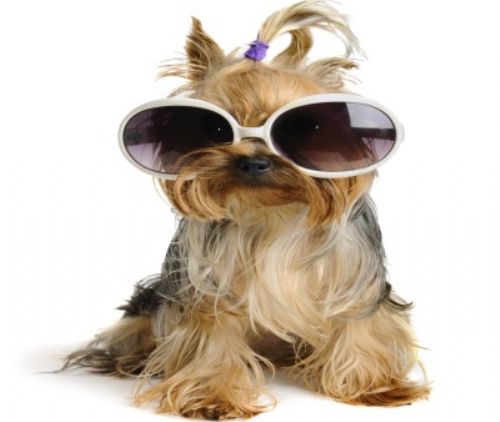 Como Fotografar seu Animal de Estimação: Tirar Fotos Perfeitas, Dicas
