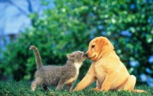 Cemitérios de Animais, Cães e Gatos – Planos, Preços, Telefones, Fotos