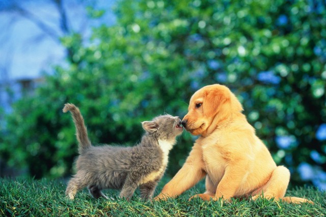 Cemitérios de Animais, Cães e Gatos – Planos, Preços, Telefones, Fotos