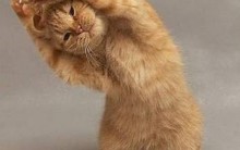Como ter Mais Músculos – Dicas do Bem Estar-Alimentação Ideal-exercícios