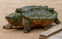 Tartaruga-aligator e sua Mordida Potente: Alimentação, Hábitos e Fotos