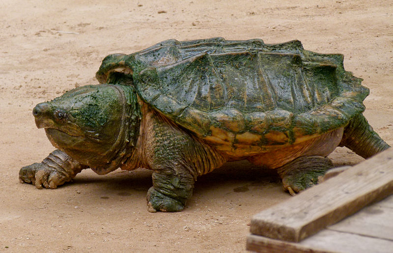 Tartaruga-aligator e sua Mordida Potente: Alimentação, Hábitos e Fotos