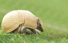 Mascote da Copa do Mundo 2014 no Brasil Pode Ser Tatu-Bola-Comentários
