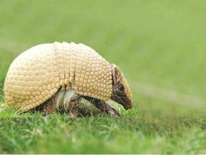 Mascote da Copa do Mundo 2014 no Brasil Pode Ser Tatu-Bola-Comentários