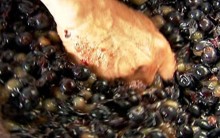Fabricação Vinho Caseira, Vinho Artesanal, Receita Embrapa Globo Rural