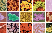 Morfologia das Bactérias, Tipos e Formatos de Células Procariontes