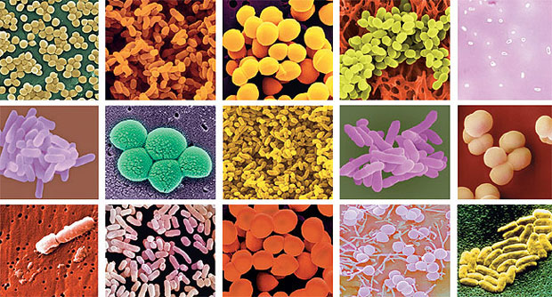 Morfologia das Bactérias, Tipos e Formatos de Células Procariontes
