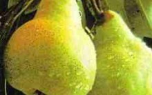 Pêra Ajuda Emagrecer em Dietas e Combater a Celulite Confira Dicas