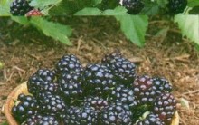 Benefícios da Amora a Saúde: Vitaminas, Folhas, Xarope, Geléia