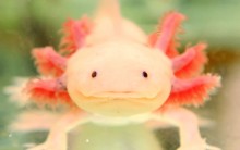 Axolotles: Salamandras que se Regeneram, Habitat, Reprodução e Fotos