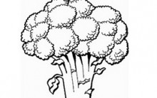 Desenhos para Colorir de Legumes e Vegetais: Imagens Online Pintar
