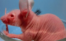 Cientistas Japoneses Fazem Nascer Cabelo em Rato: Cabelo Célula Tronco