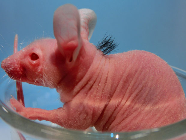 Cientistas Japoneses Fazem Nascer Cabelo em Rato: Cabelo Célula Tronco