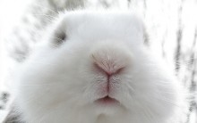 Coelho como Animal de Estimação: Como Cuidar, Alimentar, Comprar Fotos