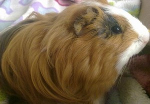 porquinhos-da-indi-peludos