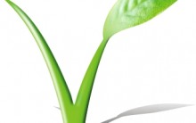 Como Virar Vegano: Substituir Alimentos de Origem Animal por Vegetal