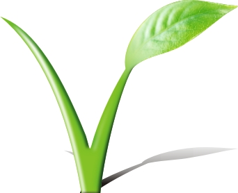Como Virar Vegano: Substituir Alimentos de Origem Animal por Vegetal
