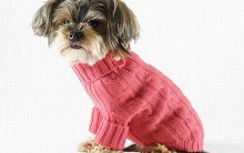 Aquecer Animais de Estimação no Inverno: Roupas para Cães Dicas e mais