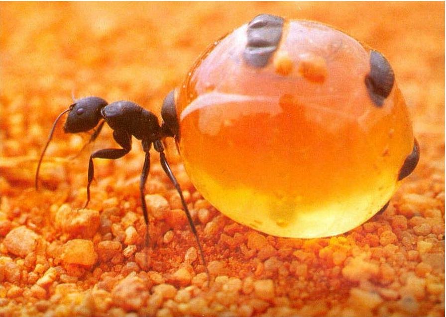 Formigas Pote-de-Mel Armazenam Néctar no Abdômem, Tudo sobre e Fotos